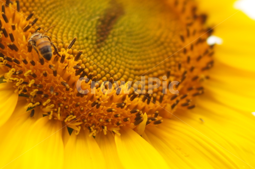 plant,식물,bee,벌,honeybee,꿀벌,해바라기,식물,자연,plants,nature,꽃,flower,곤충,벌레,insect,bug