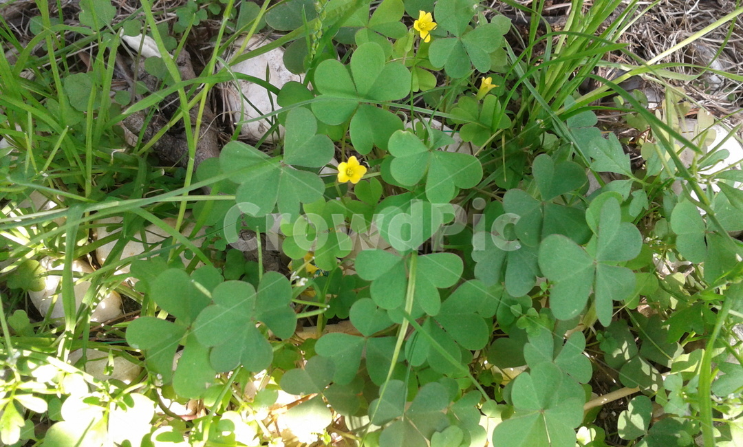 plant,식물,leaf,잎,초록,세잎클로버,토끼풀,식물,자연,plants,nature