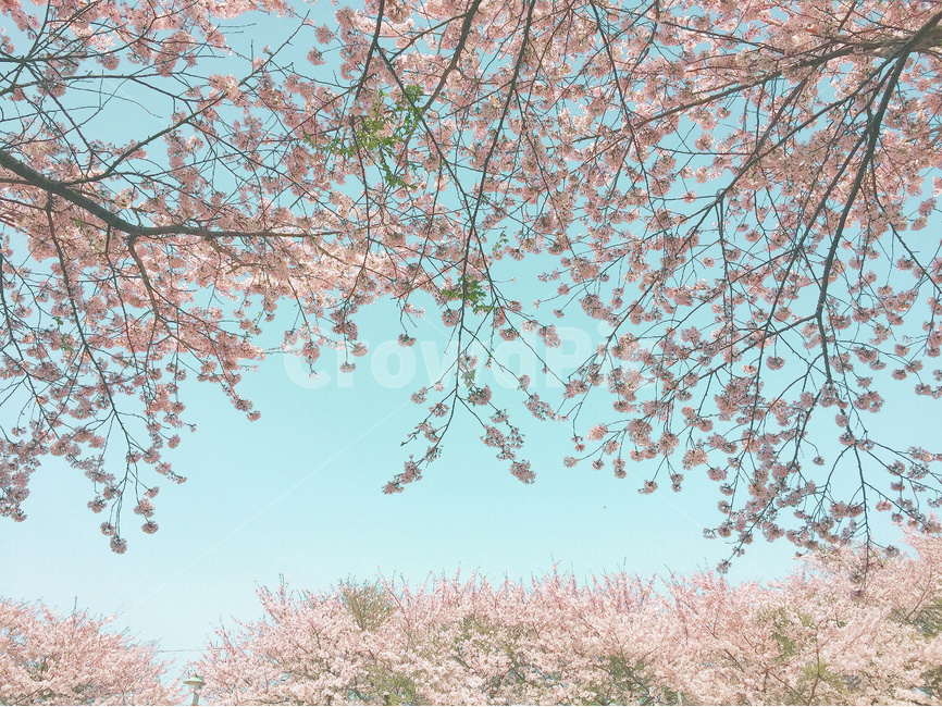 감성사진,봄,벚꽃,꽃,계절,풍경,봄,계절,spring,season,자연,풍경,nature,landscape,plant,식물,flower,blossom,cherry blossom