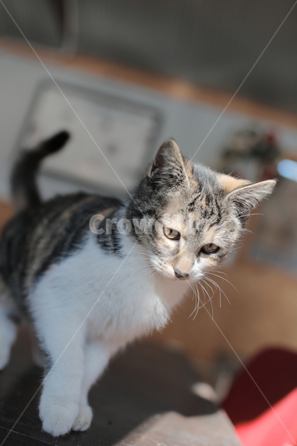 고양이,아기고양이,cat,반려묘,애완동물,동물,아기동물,도둑고양이,길냥이,동물,animal,포유류,mammal,고양이,cat,kitten,kitty