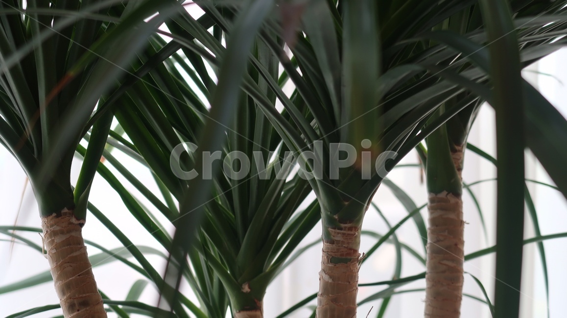 식물,풀,잎사귀,나무,초록,식물,자연,plants,nature