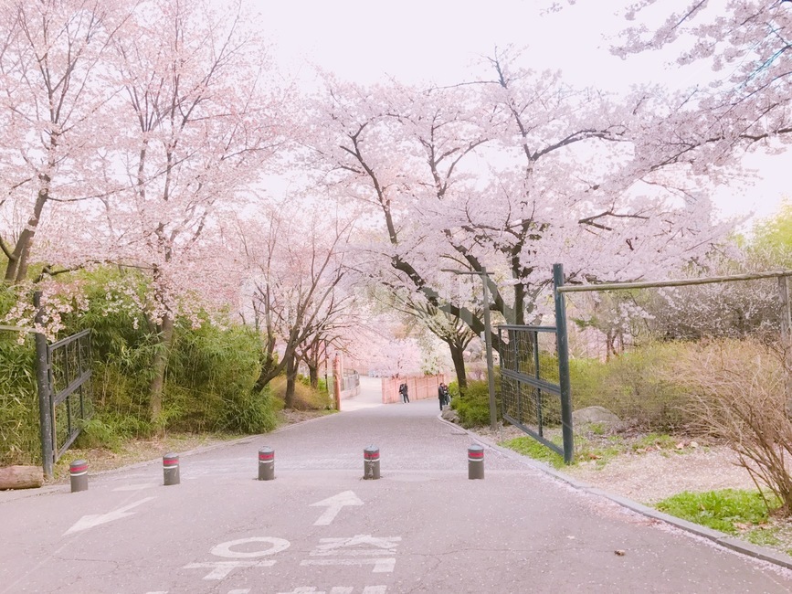 봄,벚꽃,꽃,배경,사쿠라,벚꽃놀이,감성,대공원,봄,계절,spring,season,자연,풍경,nature,landscape,식물,plants,꽃,flower,plant,blossom