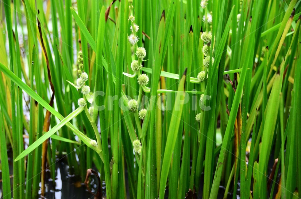흑삼릉,희귀식물,습지식물,물풀,보호종,삼릉,식물,자연,plants,nature,꽃,flower