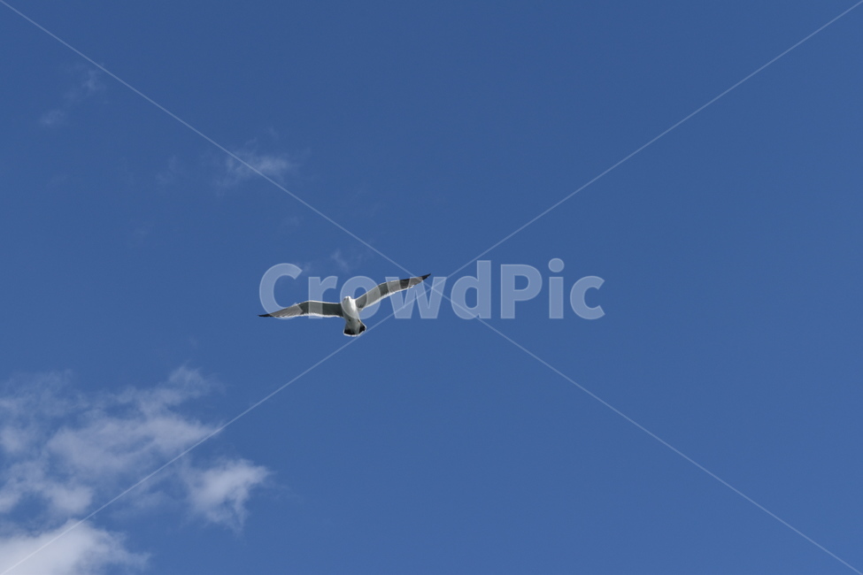 하늘,갈매기,새,구름,야생,조류,sky,bird,seagull,fly,cloud,날씨,비행,동물,animal,조류,새,birds