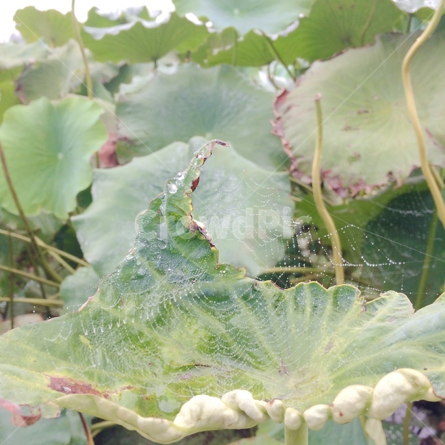 연꽃,거미줄,식물,자연,nature,lotus,plants,green