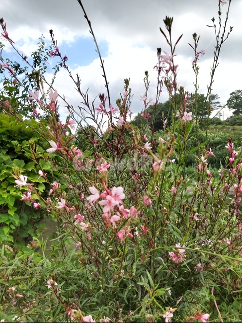 식물,flower,꽃,홍접초,야생화