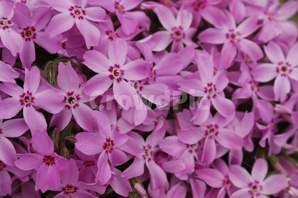 꽃,분홍,핑크,분홍꽃,flower