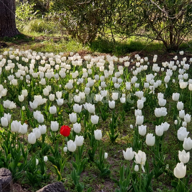 꽃,튤립,하얀튤립,flower,tulip,whitetulip,whiteflower