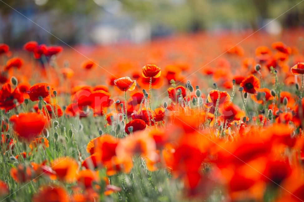 양귀비,꽃,여름,울산,flower,식물,자연,plants,nature,꽃,flower,색깔,색상,색채,색감,color sense,color sensitivity,feeling of color