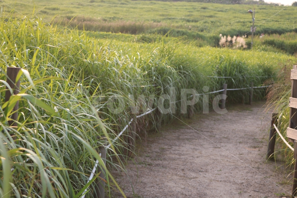 자연,풍경,감성,힐링,숲,자연,풍경,nature,landscape,grass,잔디,plant,식물