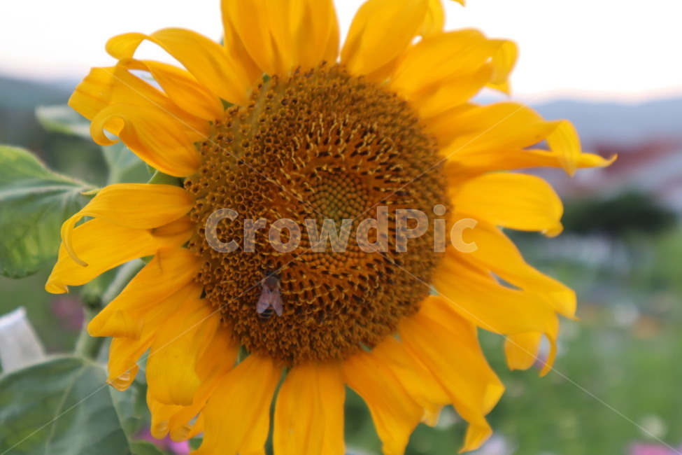 해바라기,벌,꿀벌,가을,plant,식물,blossom,꽃,flower,식물,자연,plants,nature,꽃,flower
