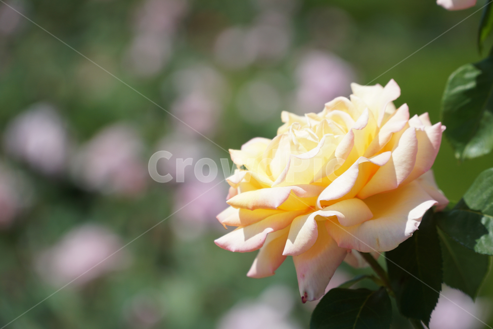 flower,rose,장미,plant,식물,꽃,근접,조경,공원,흰색,white,식물,자연,plants,nature,꽃,flower