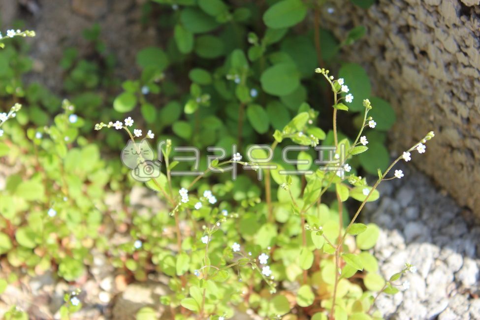 spring flowers,wildflowers,wild flowers,flower