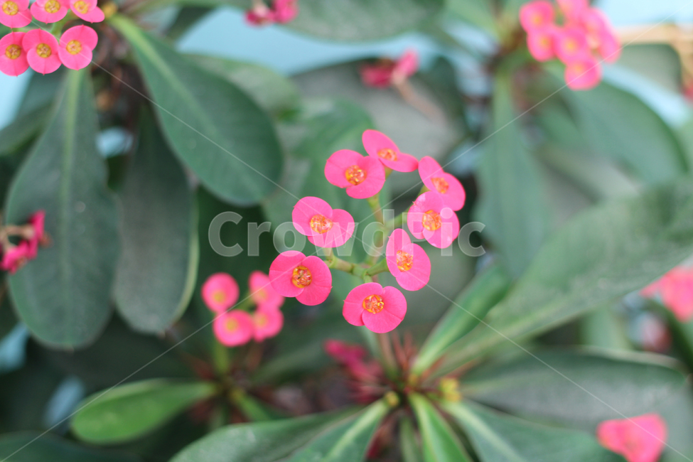 꽃,분홍색꽃,기린꽃,꽃기린,풀잎,줄기,식물,자연,plants,nature,꽃,flower