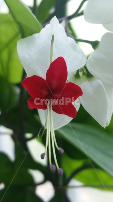 꽃,자연,계절,플라워,아름다움,색감,개화,flower,식물,자연,plants,nature,꽃,flower