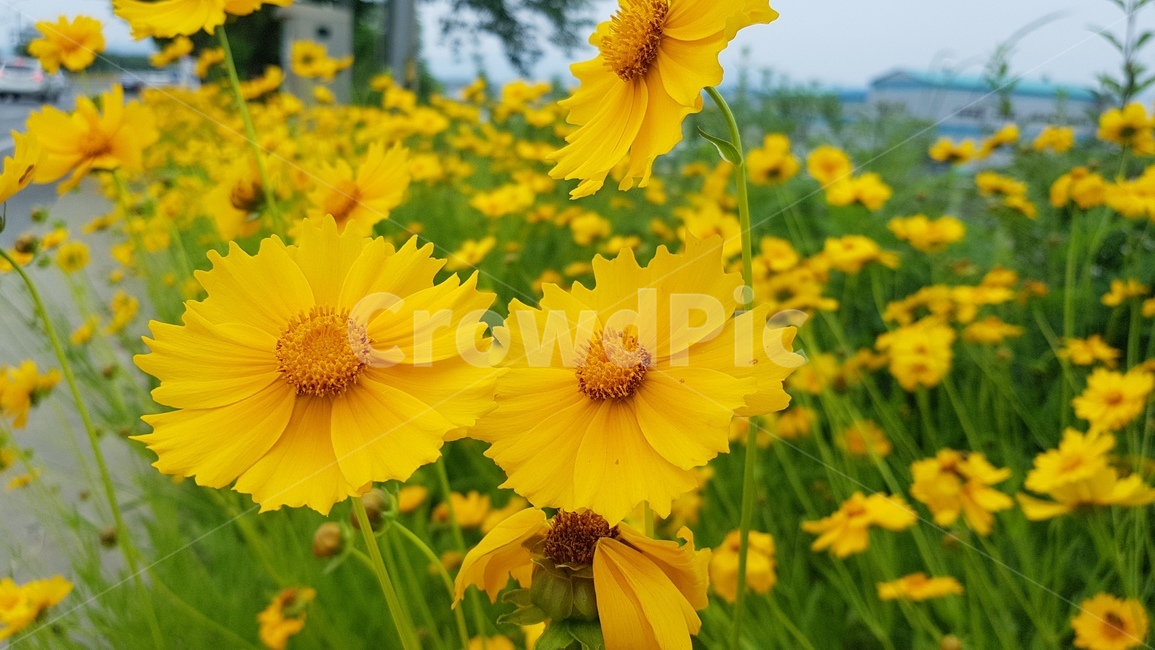 코스모스,들꽃,가을꽃,가을코스모스,꿀벌,식물,자연,plants,nature,꽃,flower