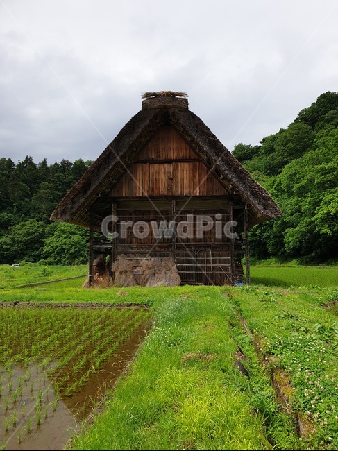 nature,자연,outdoors,옥외,building,건물,시라카와고,나고야근교,시라카와고합장촌,논,집,유네스코문화유산,세계문화유산