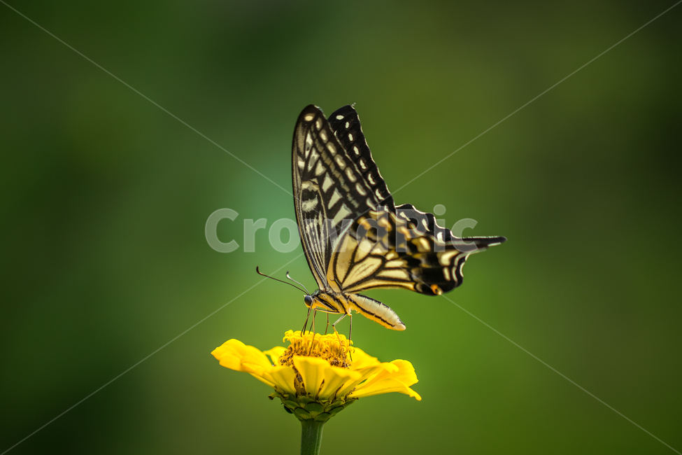 자연,풍경,곤충,나비,호랑나비,꽃,백일홍,nature,landscape,insect,butterfly,yellowswollowtailbutterfly,gardenzinnia,식물,자연,plants,nature,꽃,flower,동물,animal,곤충,벌레,insect,bug