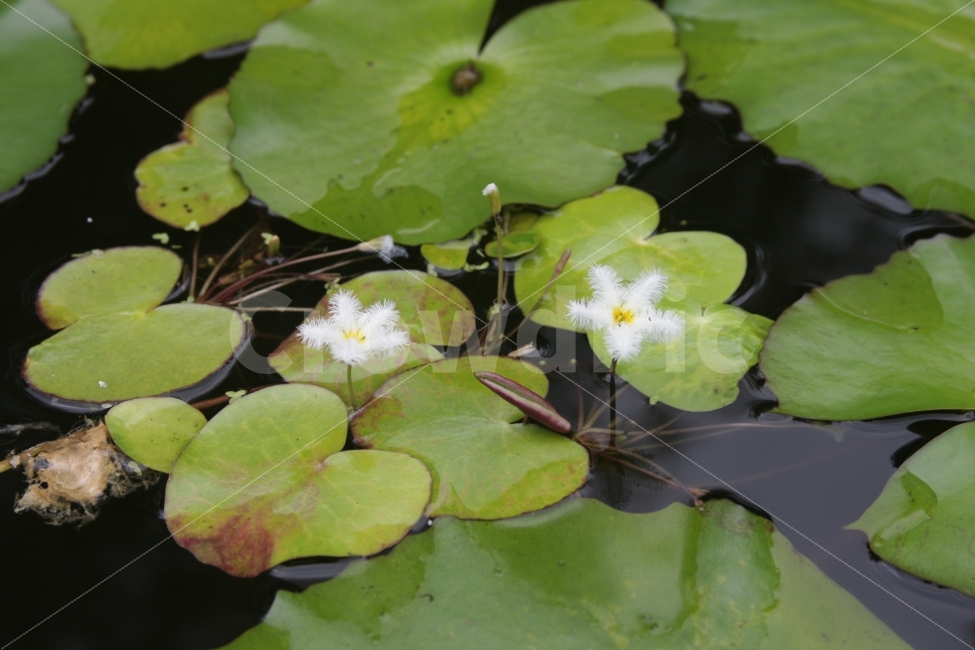 연못,수련,수련잎,잎,꽃,하얀꽃,식물,자연,plants,nature,꽃,flower