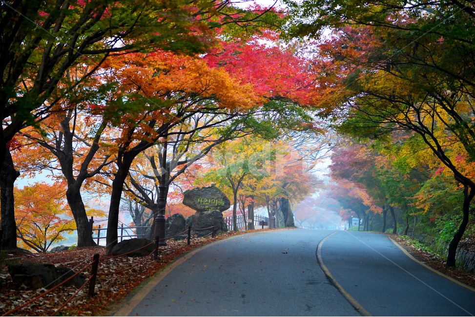 전남,백양사가을,장성,백양사,tree,나무,plant,식물,maple,단풍,leaf,잎,treetrunk,나무줄기,경치,경관,풍경,가을,계절,딘풍잎,추색,추경,outdoors,옥외,nature,자연,asphalt,아스팔트,도로,가을,계절,fall,autumn,season,자연,풍경,nature,landscape