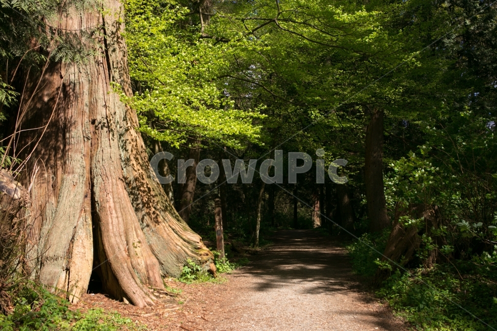 스냅,snap,풍경,landscape,여행,travel,자연,nature,나무,자연,풍경,nature,landscape,식물,plants,나무,trees,wood,휴식,힐링,rest,relaxation,healing,plant,tree,tree trunk,나무 줄기