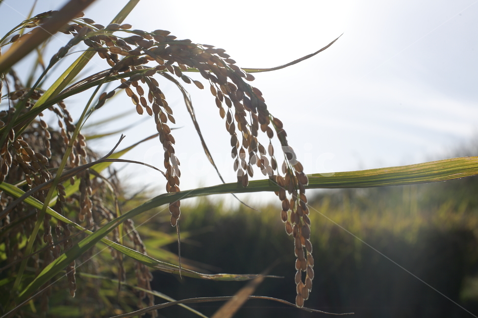 식물,벼,풀,풍년,쌀,산업,industry,industrial,농업,농사,agriculture,farming,farming industry