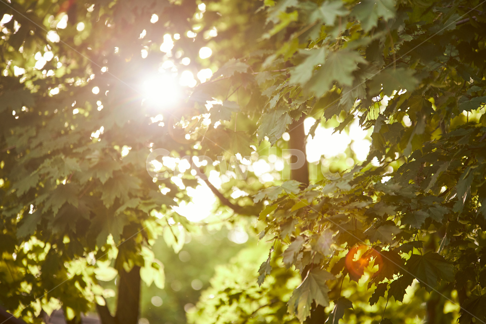 leaf,잎,plant,식물,tree,나무,빛,감성사진,햇살,식물,자연,plants,nature