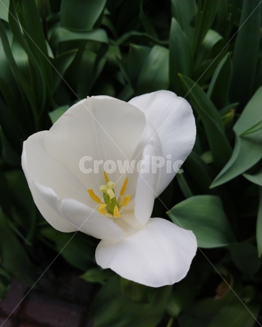 아산,식물원,꽃,Flower,Korea,식물,자연,plants,nature,꽃,flower