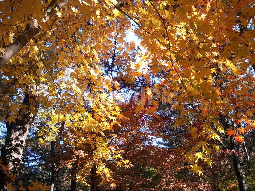 산단풍,낙엽,노란색,계조록,가을,가을,계절,fall,autumn,season,식물,자연,plants,nature,나무,trees,wood,leaf,잎,plant,tree,maple,단풍