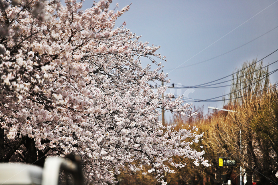 벚꽃,감성사진,축제,벚꽃축제,식물,봄,계절,spring,season,자연,풍경,nature,landscape,식물,plants,꽃,flower,plant,blossom
