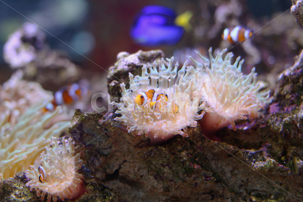 아쿠아리움,바다,말미잘,물고기,니모,크라운피쉬,clownfish,동물,animal,어류,물고기,fish