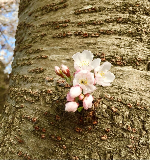 벚꽃,벚나무,꽃몽오리,꽃구경,봄소풍,봄,계절,spring,season,식물,자연,plants,nature,꽃,flower,plant,tree,나무,tree trunk,나무 줄기