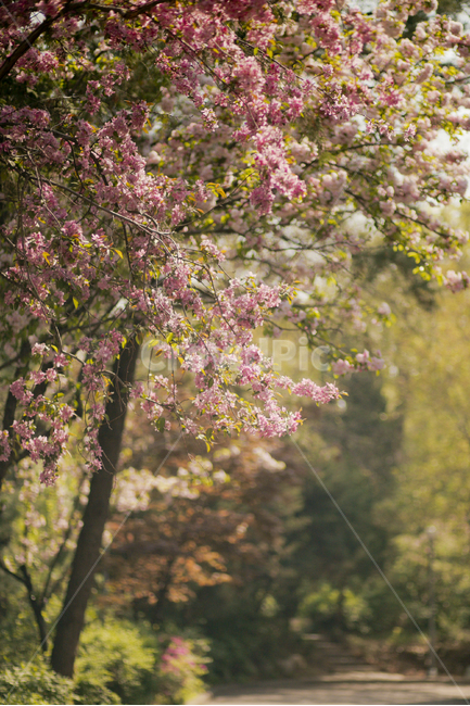 꽃,봄,벚꽃,겹벚꽃,식물,flower,자연,봄,계절,spring,season,식물,자연,plants,nature,꽃,flower,plant,blossom,cherry blossom