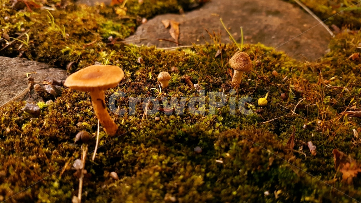 버섯,숲,forest,mushroom,이끼,moss,ground,동화,산책,산책로