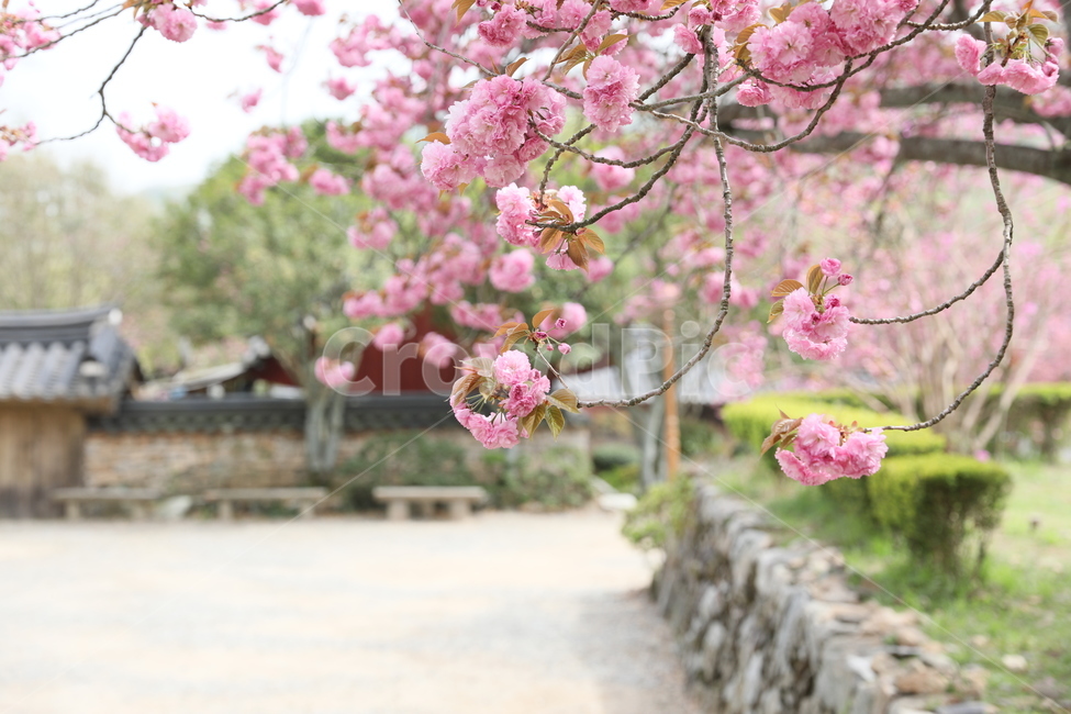 순천,선암사,만첩왕벚,겹벚꽃,벚꽃,봄,사찰,왕벚꽃,봄,계절,spring,season,한국전통,한국문화,korean traditional,korean culture,식물,자연,plants,nature,꽃,flower,plant