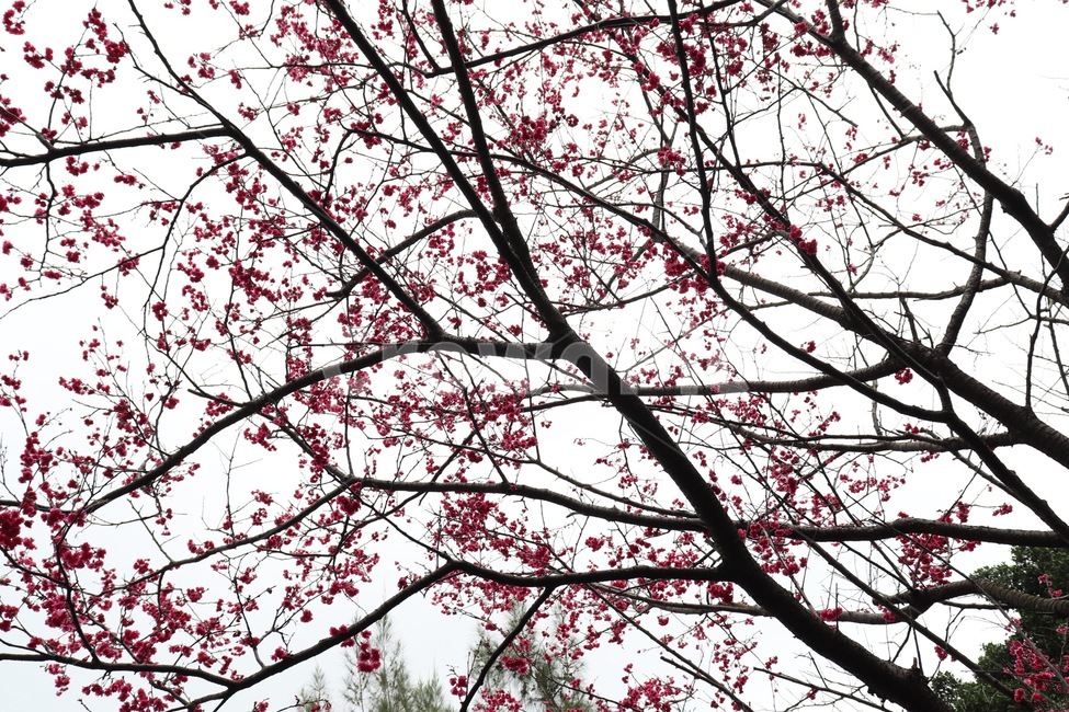 plant,식물,leaf,잎,꽃,식물,자연,plants,nature,꽃,flower,나무,trees,wood
