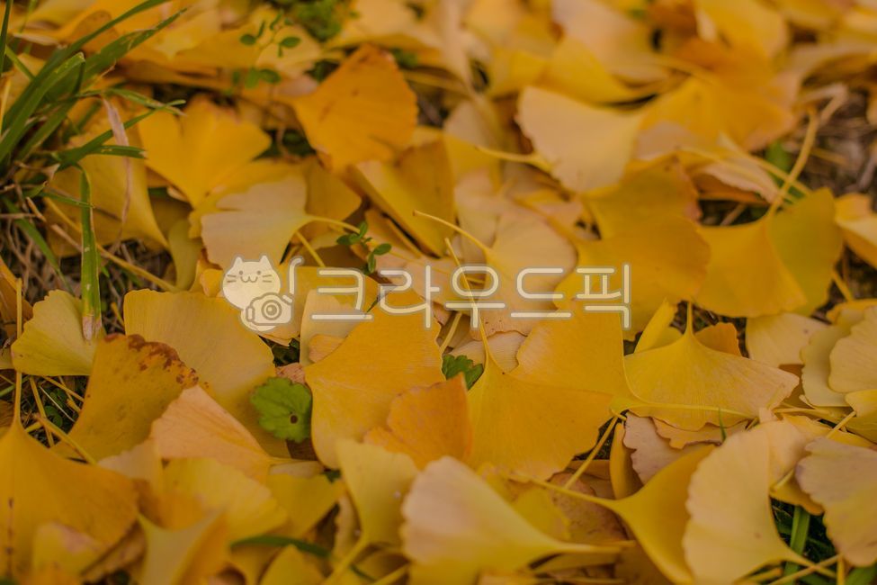 Autumn,ginkgo tree,ginkgo leaves,ginkgo tree street,sunset,autumn image,image,autumn emotional photo,emotional photo