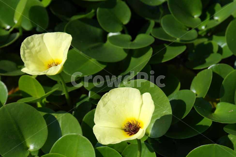 꽃,접사,자연,초록,잎,꽃잎,풀,힐링,식물,자연,plants,nature,꽃,flower