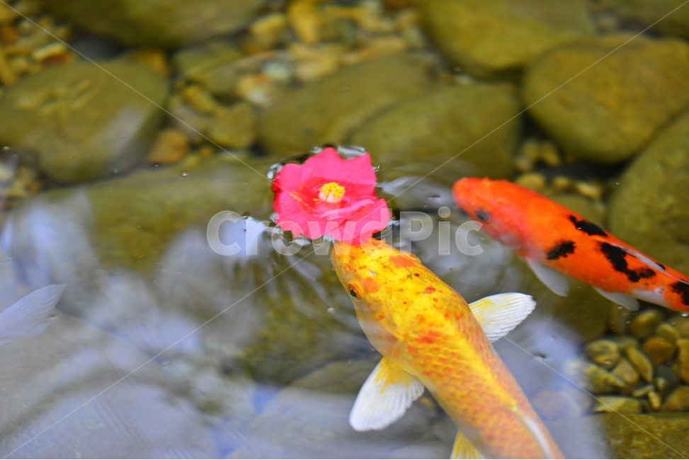 animal,동물,fish,물고기,물,연못,금붕어