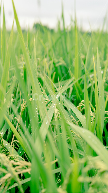 빗방울,벼,농작물,쌀,물방울,식물,자연,plants,nature