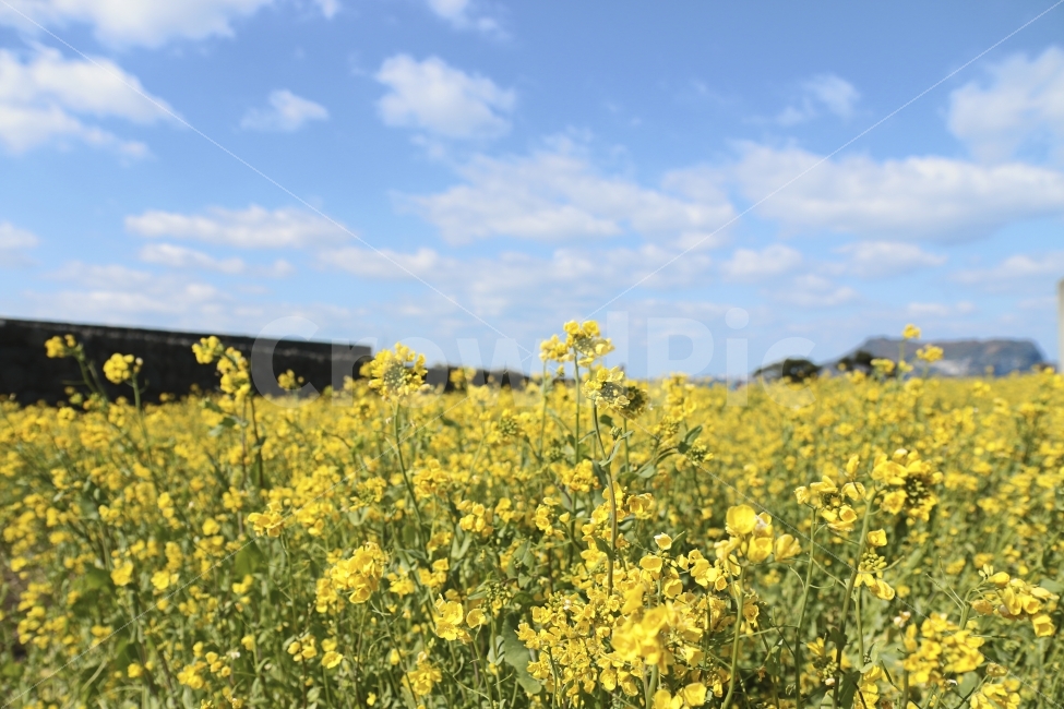 풍경,풍경사진,하늘,구름,유채꽃,꽃,자연,제주도,자연,풍경,nature,landscape,봄,계절,spring,season,제주도,jeju,jeju island,field,들,outdoors,옥외,grassland,목초지