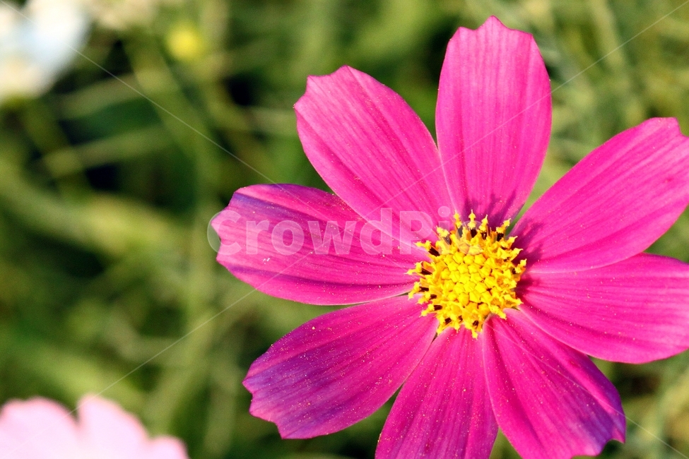 코스모스,접사,꽃,식물,꽃잎,자연,flower,plant,nature,핑크,감성,식물,자연,plants,nature,꽃,flower