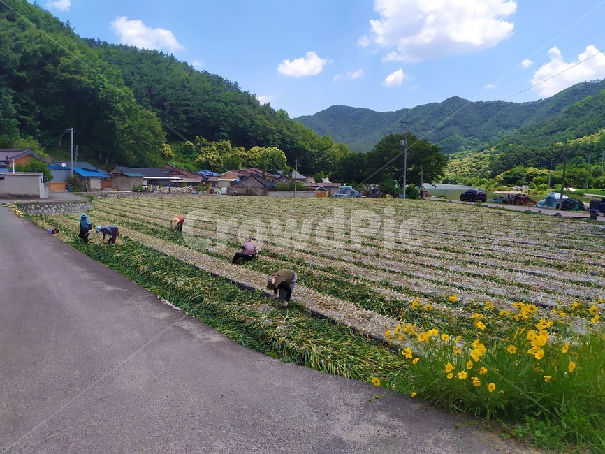농사,시골,풍경,함양,풍년,한국,배경