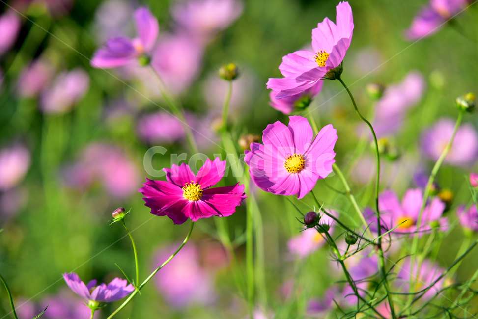 코스모스,코스모스꽃,꽃,가을,가을꽃,식물,국화과,꽃잎,cosmos,flower,fall,autumn,plant,blossom,petal,식물,자연,plants,nature,꽃,flower