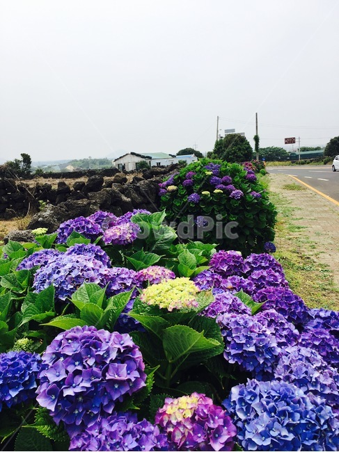 수국,여름꽃,여름제주,제주도,꽃,제주도,jeju,jeju island,식물,자연,plants,nature,꽃,flower,geranium,제라늄,blossom,plant