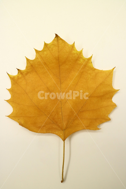 낙엽,가을,나뭇잎,잎,잎사귀,오브젝트,누끼,계절,식물,자연,낙엽잎,fallenleaves,deadleaves,가을낙엽,가을,계절,fall,autumn,season,leaf,plant