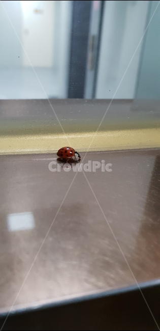 무당벌레,벌레,귀여움,곤충,작음,곤충,벌레,insect,bug