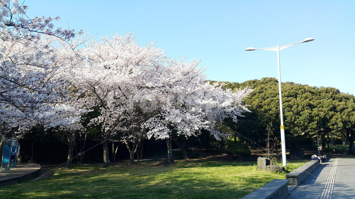 벚꽃,공원,꽃,봄,나무,잔디,봄,계절,spring,season,plant,식물,blossom,flower