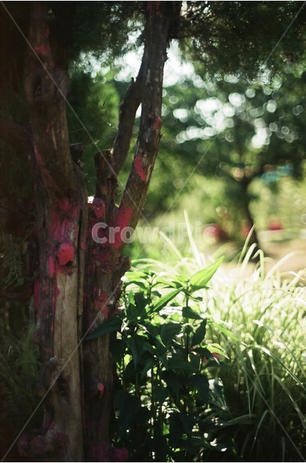 나무,빛,풀,식물,자연,식물,자연,plants,nature,나무,trees,wood,감성,sensible,feeling,휴식,힐링,rest,relaxation,healing