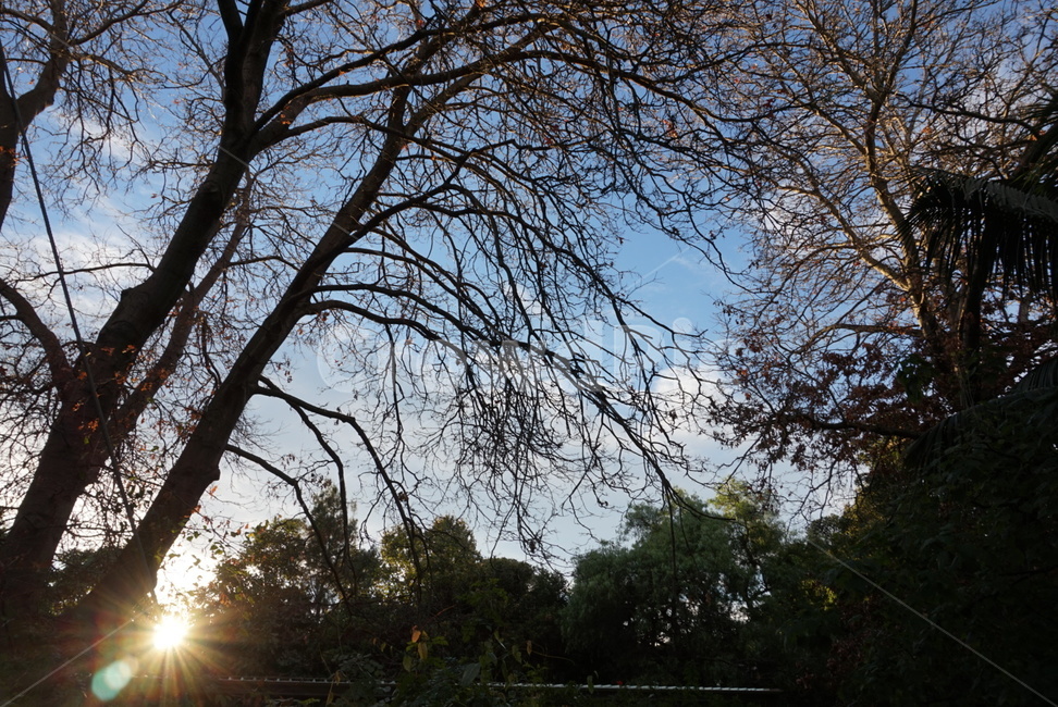 풀,풀숲,자연환경,풍경,울창한,숲속,숲,나무,자연,풍경,nature,landscape,light,빛,flare,플레어,tree,plant,식물